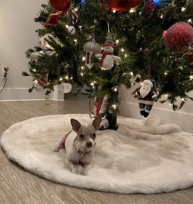 Christmas Pup Pose  