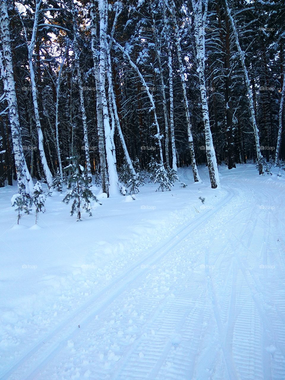 Ski trail in the woods