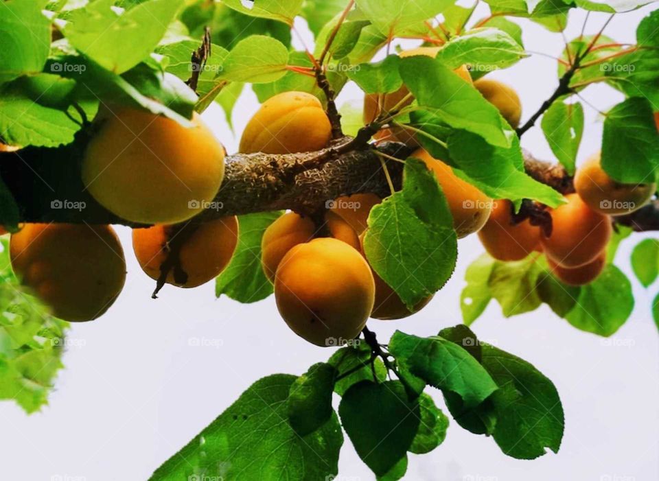 beautiful apricot tree