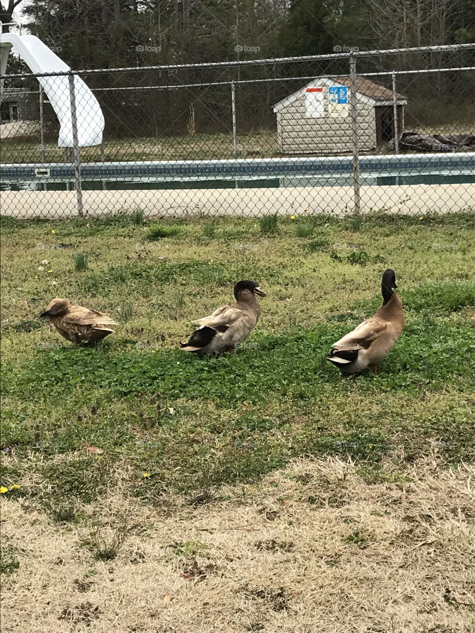 Pet ducks