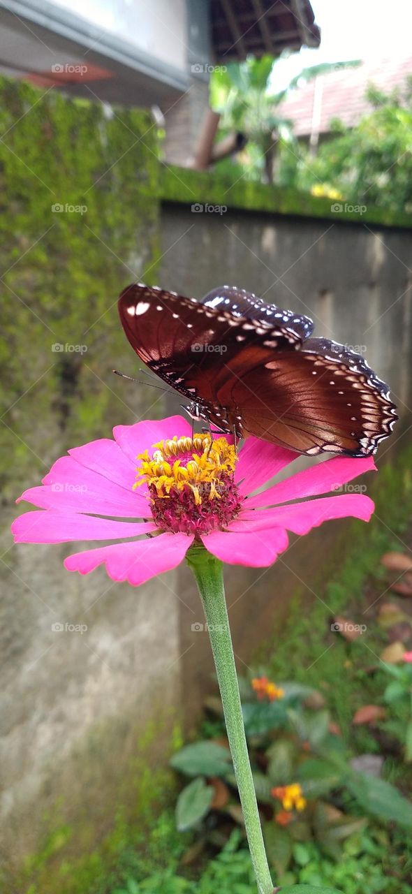 Beautiful butterfly with beautiful color perched on flower