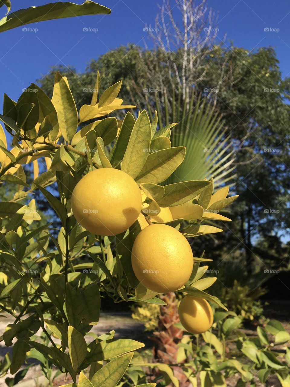 Lemons on tree in sunshine 
