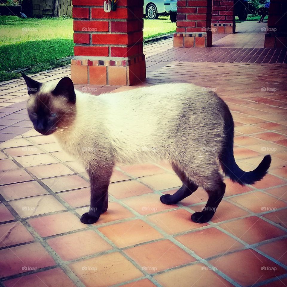 O #gato do meu sogro tem um nome muito difícil. Pegue caneta e preste atenção: se escreve M I M I, e a pronúncia correta é "Mimi".
🐱
#fotografia #natureza #cat #pet