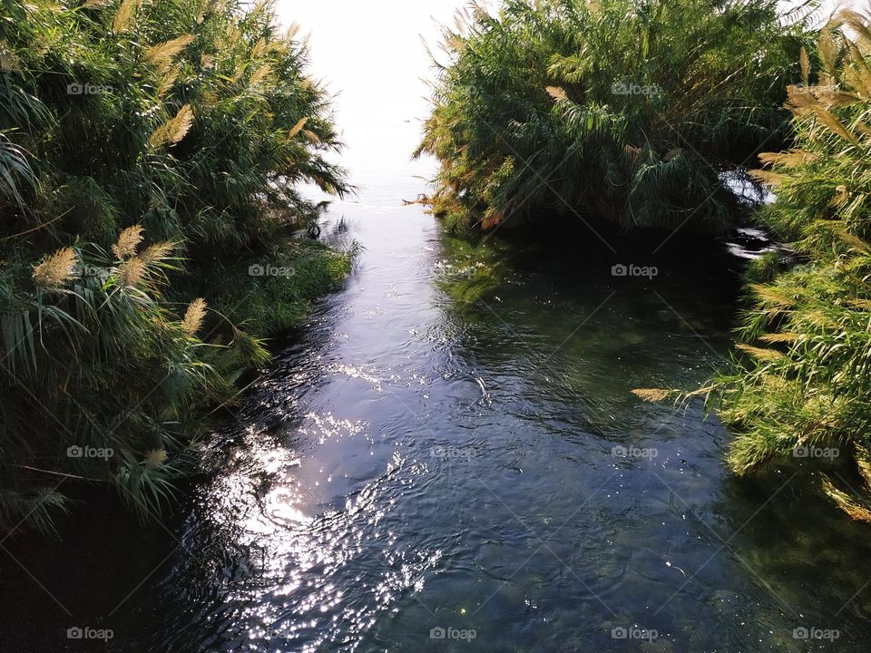 A nice picture with river and green plants with daylight and shadows.