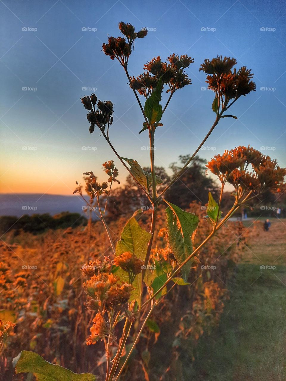 Sunset in Autumn with seed pods