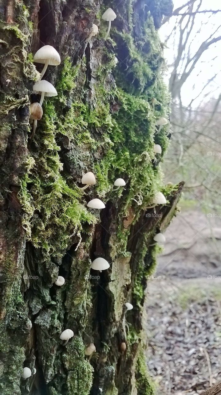 Mushrooms