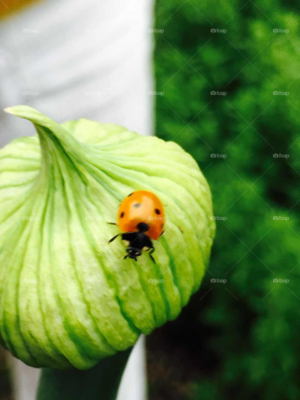 Ladybug 