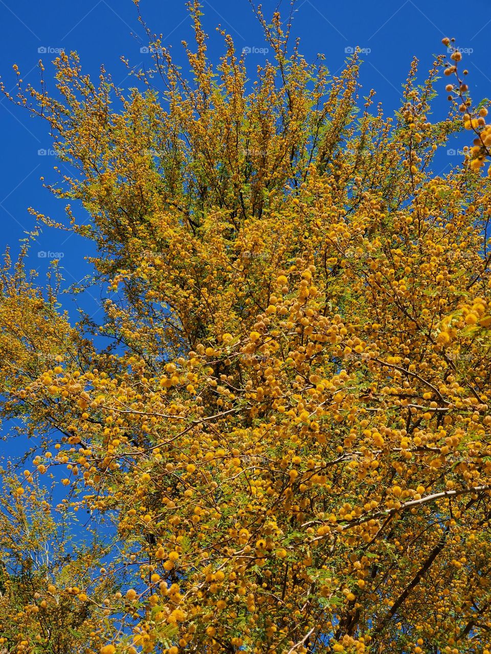 Flowering Tree in Arizona Desert