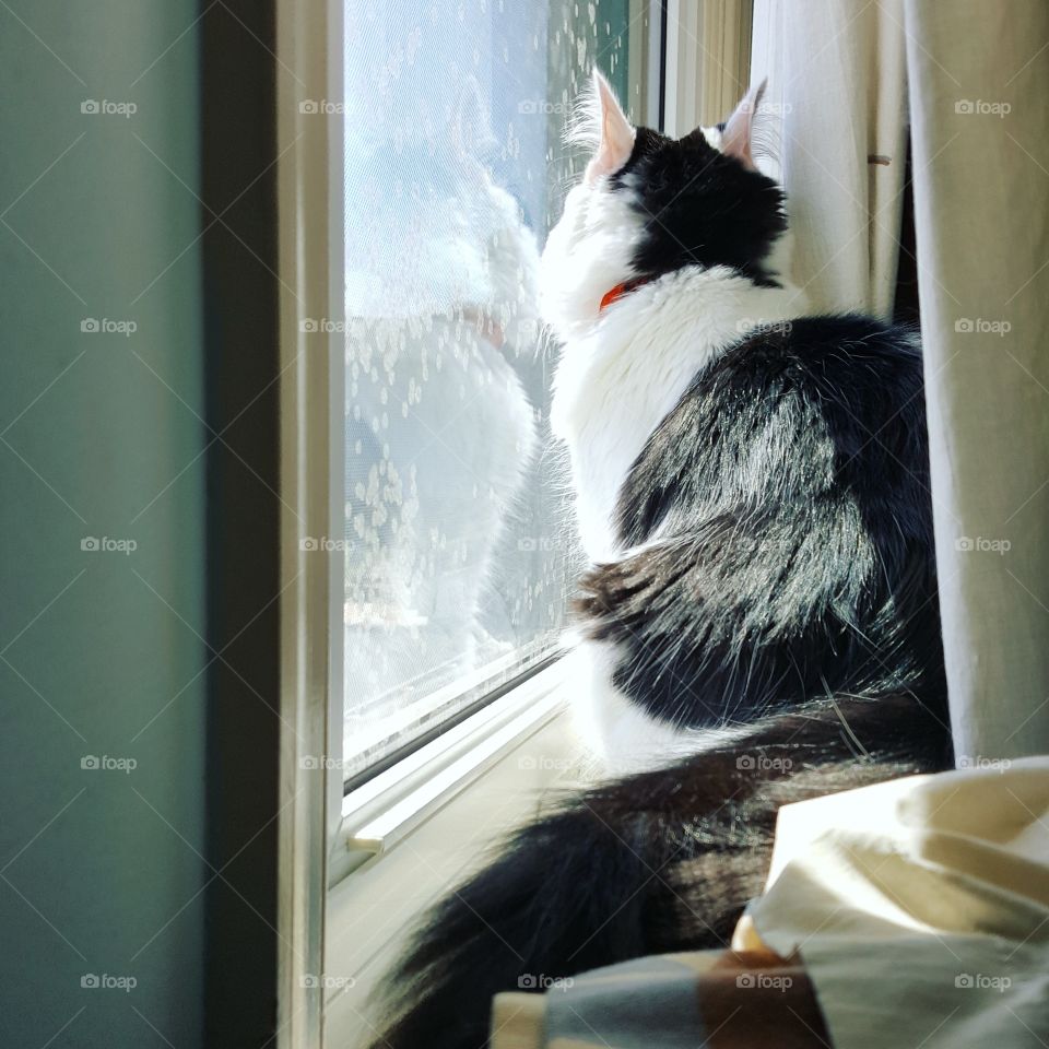 Window, Cat, Indoors, Mammal, One