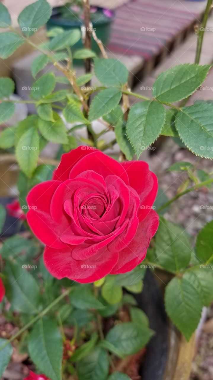 Ted red rose