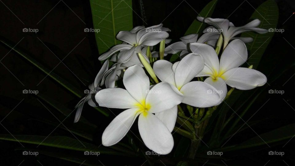 Beautiful white petal flower photography at night