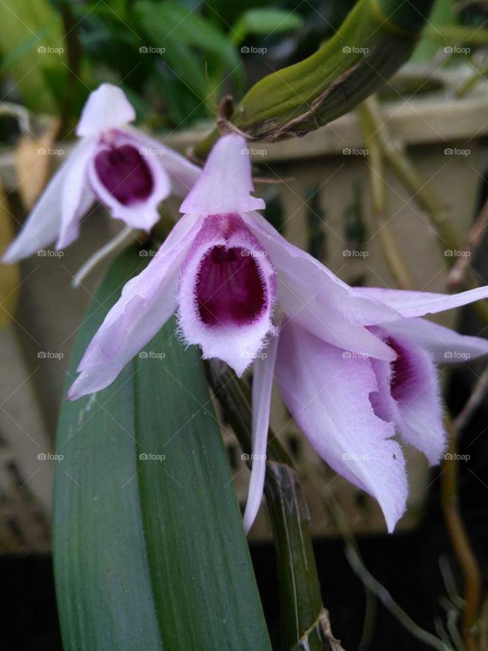 asia orkids