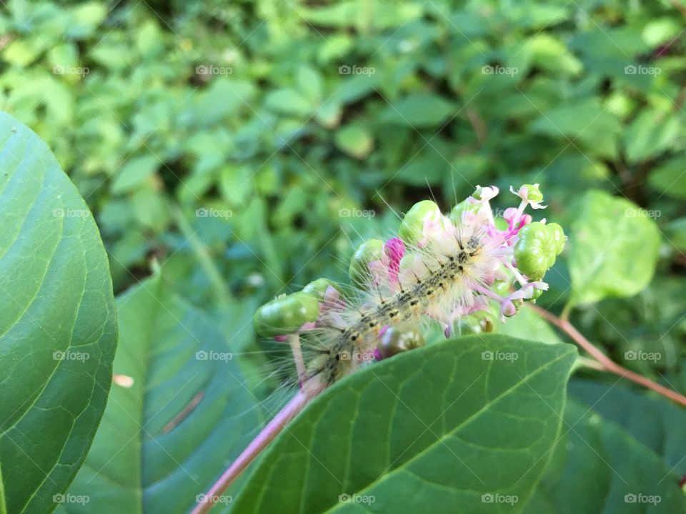 Caterpillar in poke berry bush