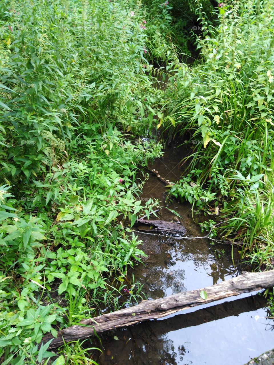 Ручеек летом