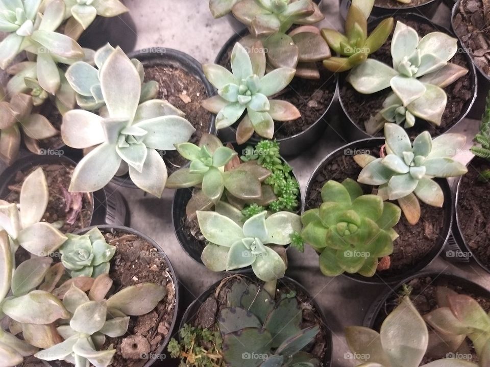 suculents