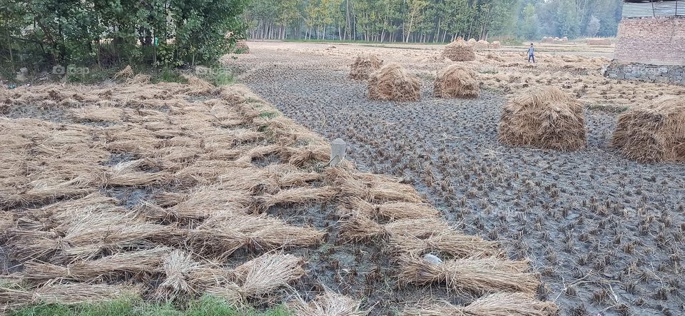 Paddy  fields  being harvested in Kashmir Valley's  Villages  ... 
Knock  of  Autumn season in Kashmir Valley with beautiful colours every where around fields....