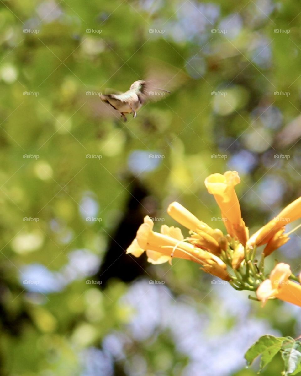 Hummer in Flight