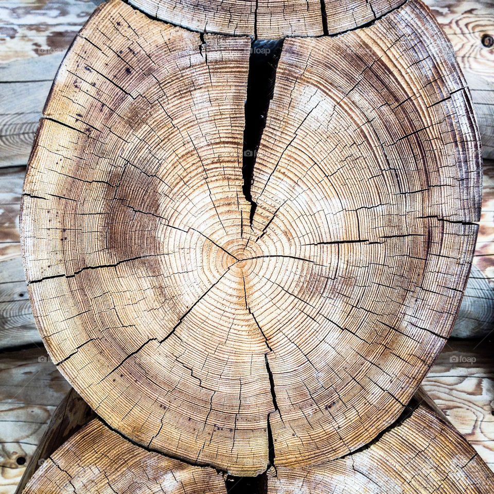 Close-up of tree stump