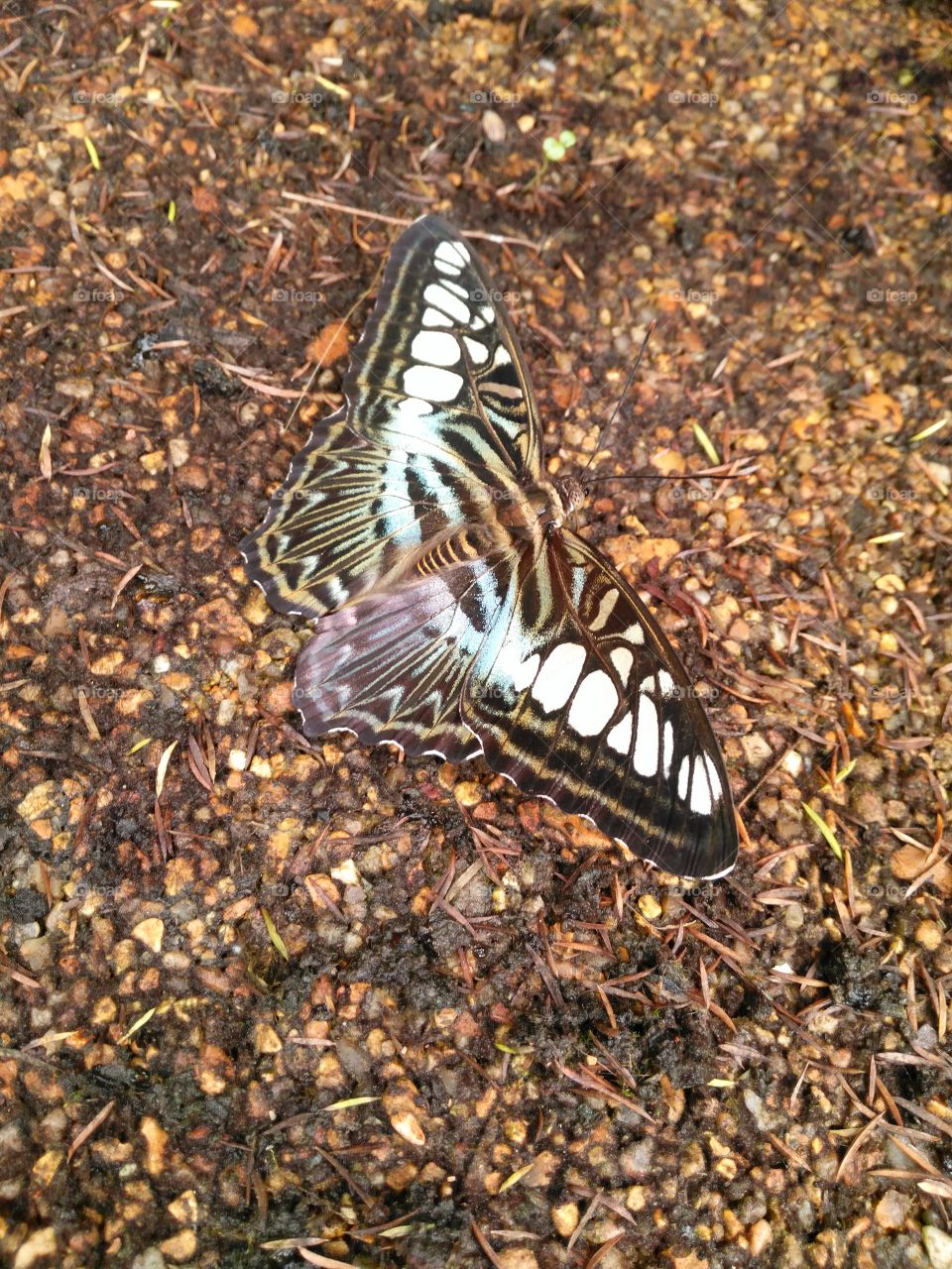 tropical butterfly on gravel