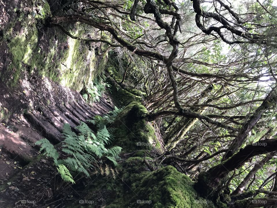 Discovering Tenerife 