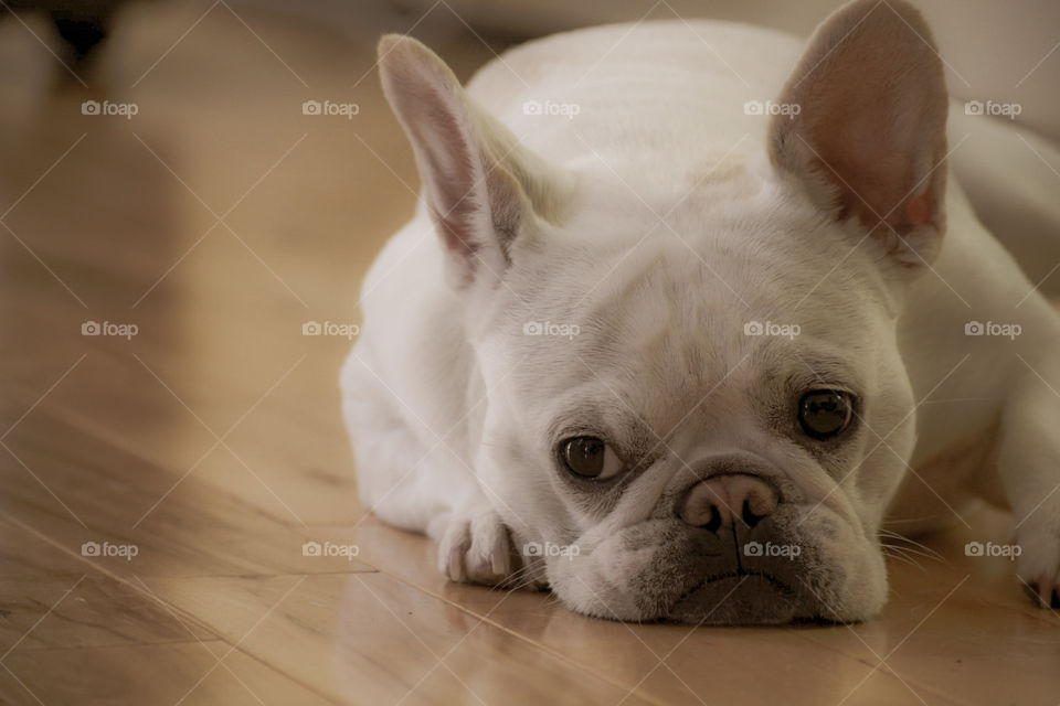 Oyster, our baby french bulldog, when she’s not in the mood to play or harass because we haven’t given her enough treats! Puppies are literally like human babies too!