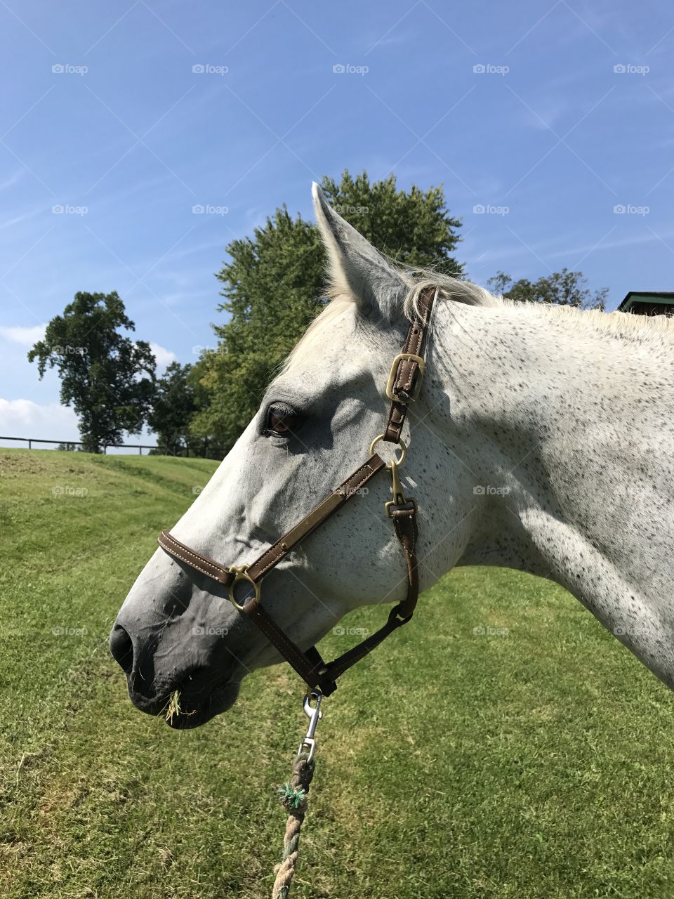 Grey thoroughbred mare profile