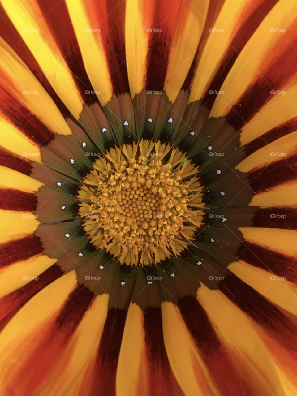 Circles in flower’s heart