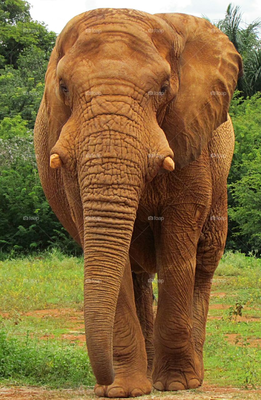 elefante africano, zôo de Brasília.