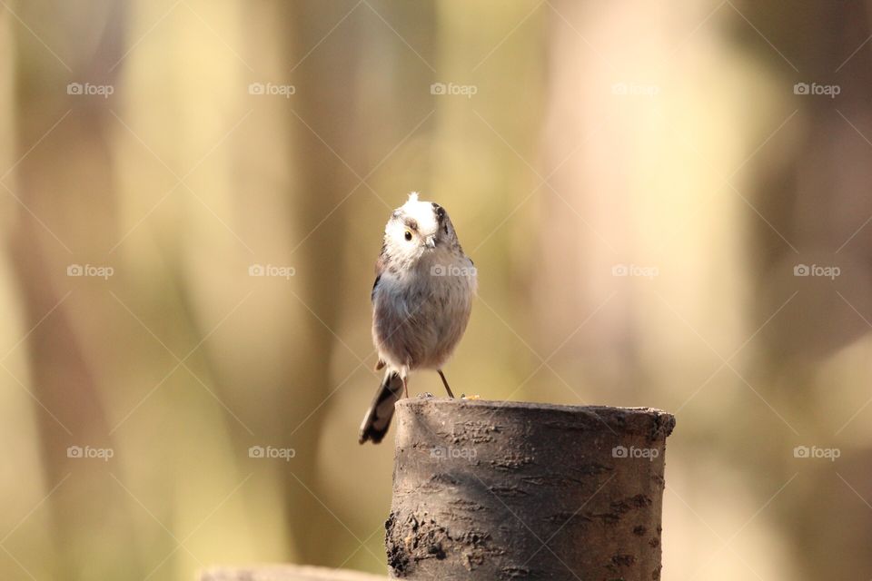 Long tailed tit on perch