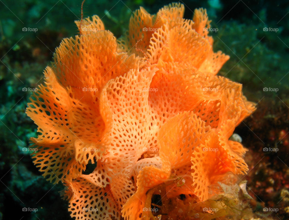 Sertella Septentrionalis
Underwater
Marine