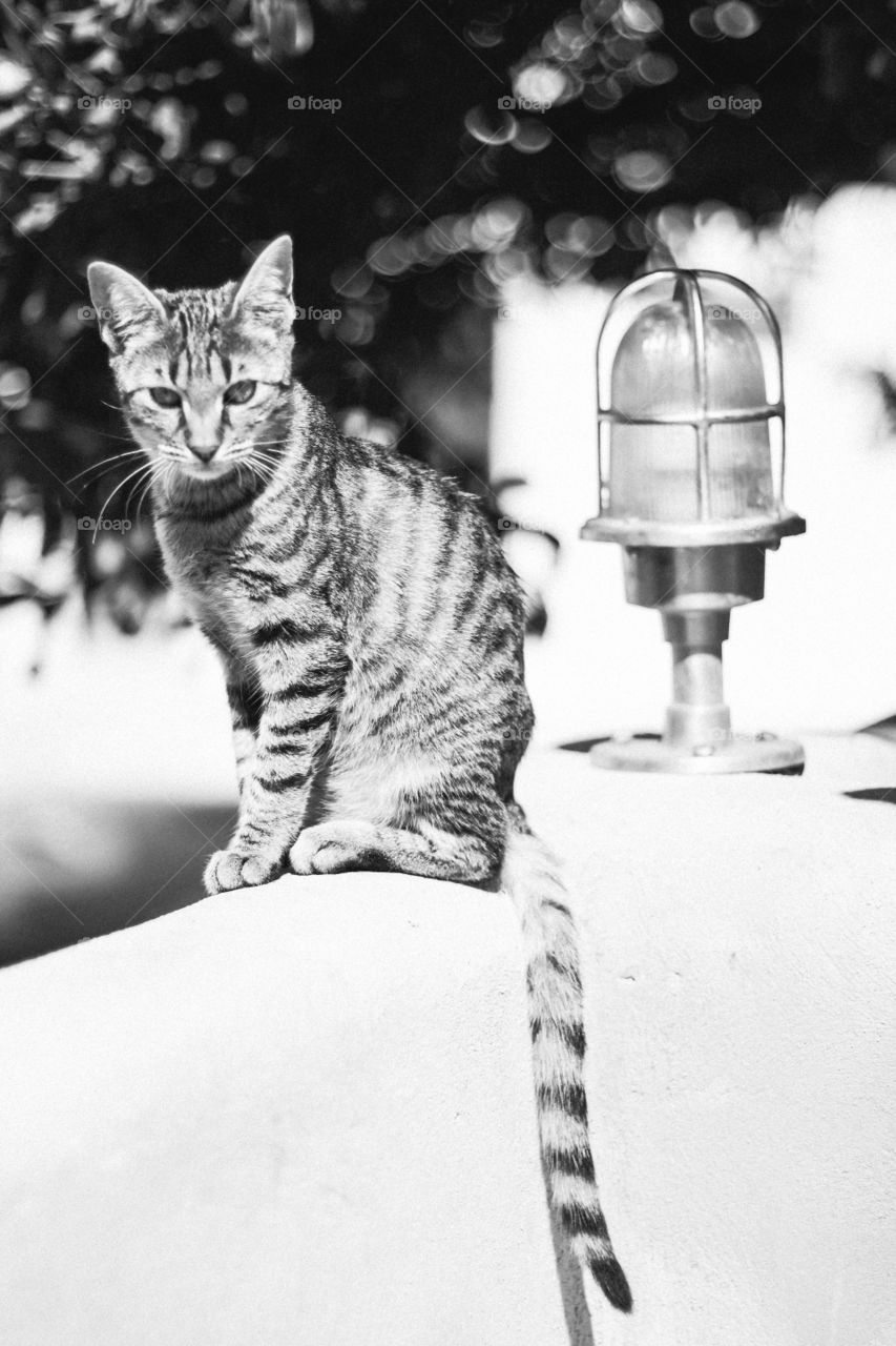 cat in Greece