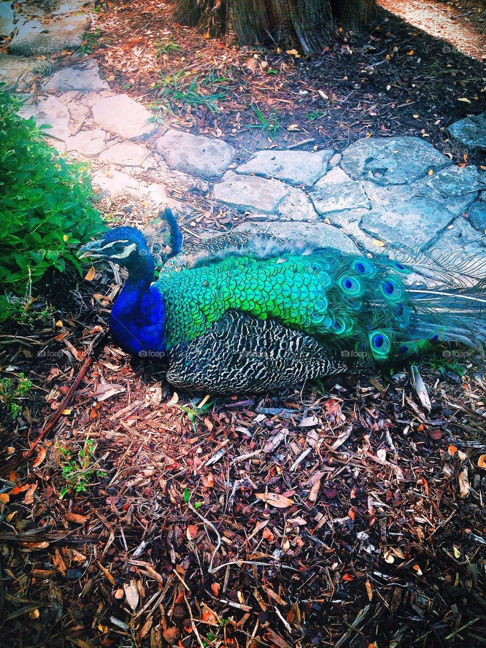 Peacock perch