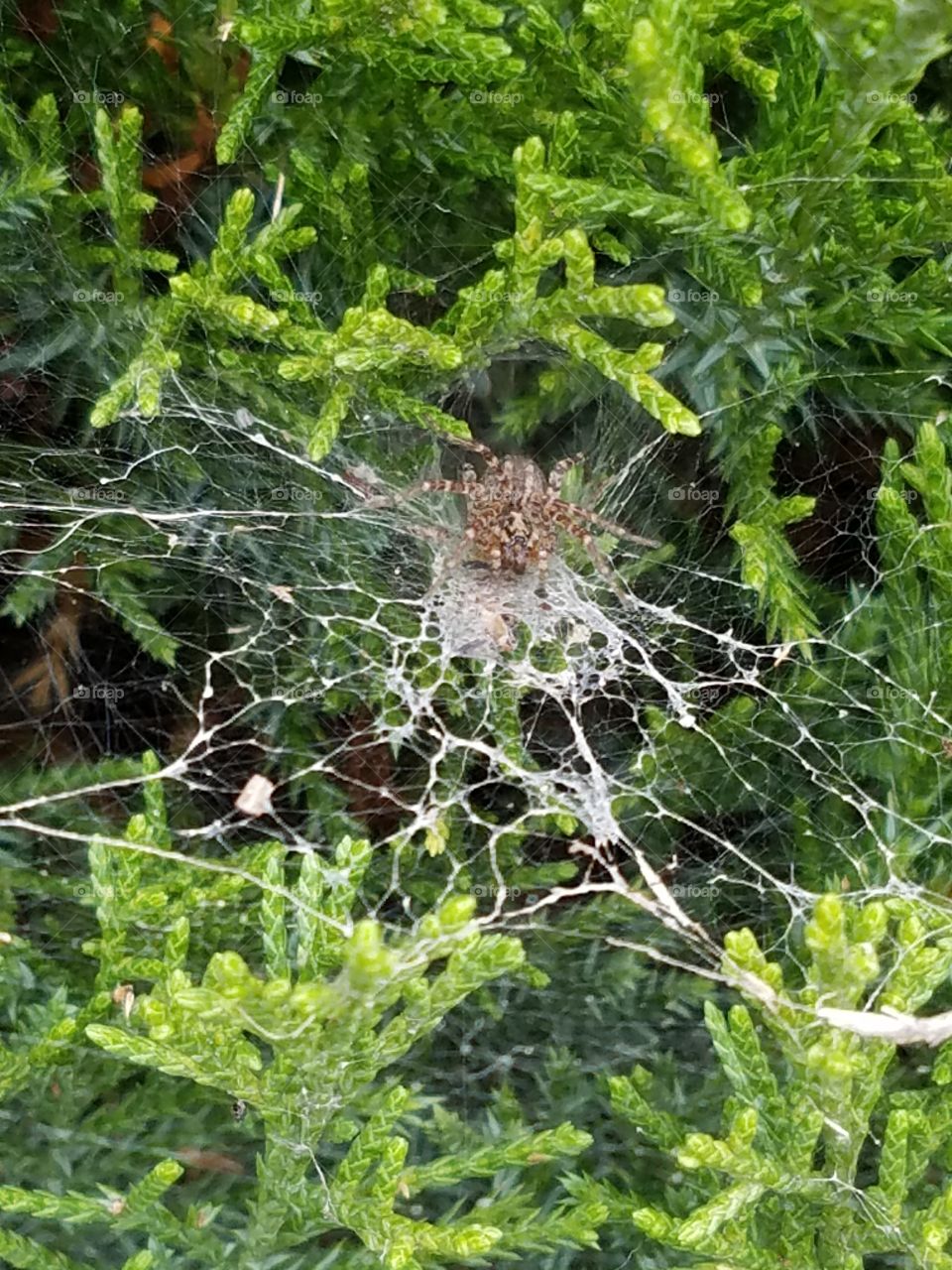 spider in his web
