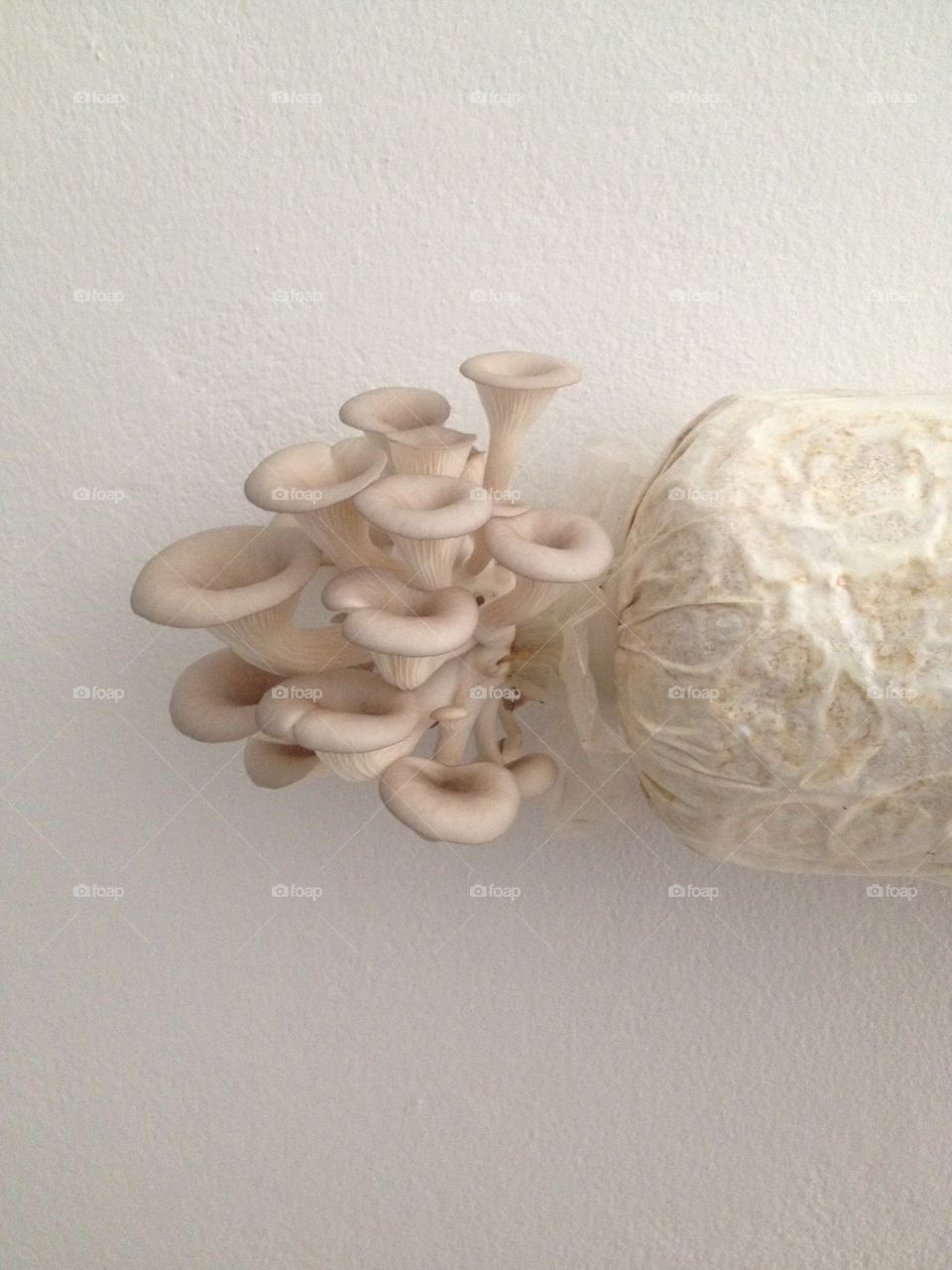 Mushroom growth.