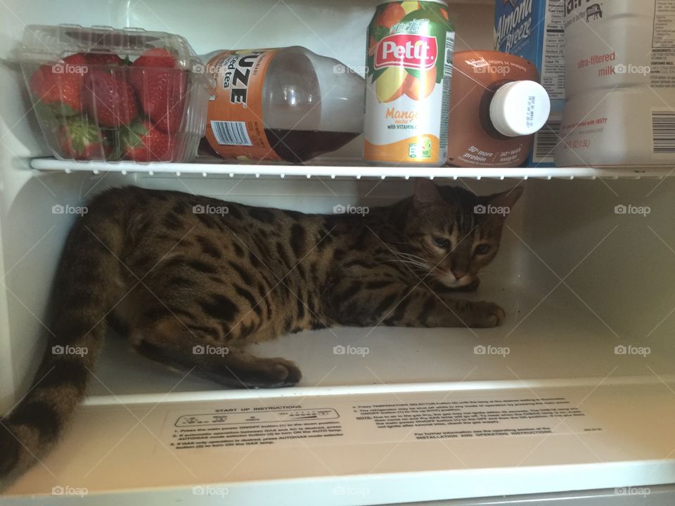 My Bengal cat, Rajah, trying to cool down in the fridge during a hot day. 