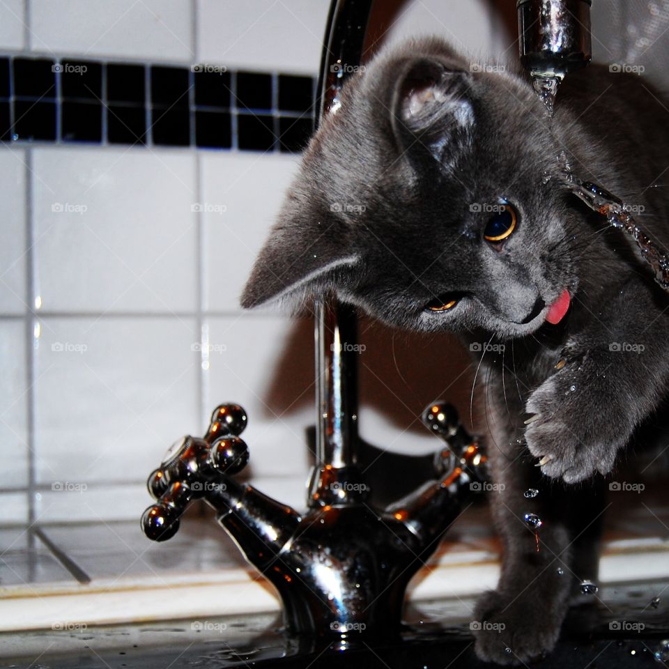 Grey kitten drinking from kitchen tap