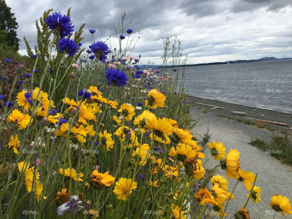 Beautiful flowers near seaside