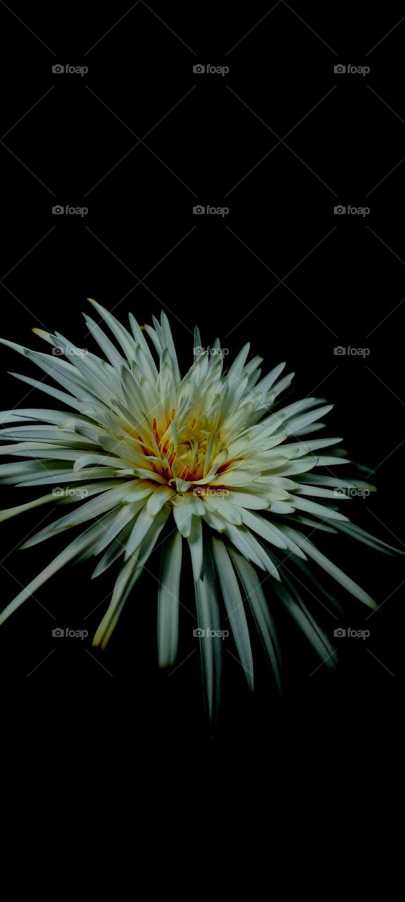 naturelove, white, flower, beautiful, drak background, yellow, uncommon, cute