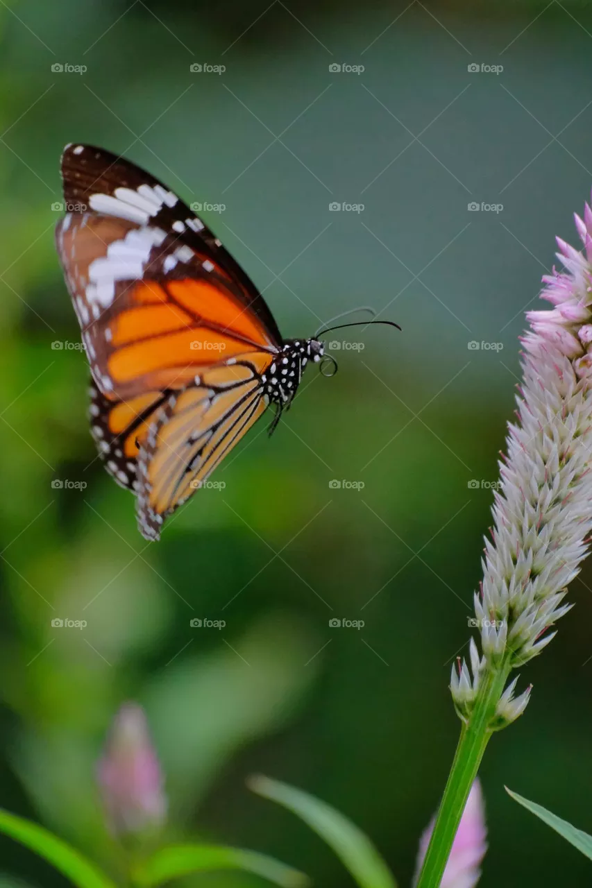 butterflies