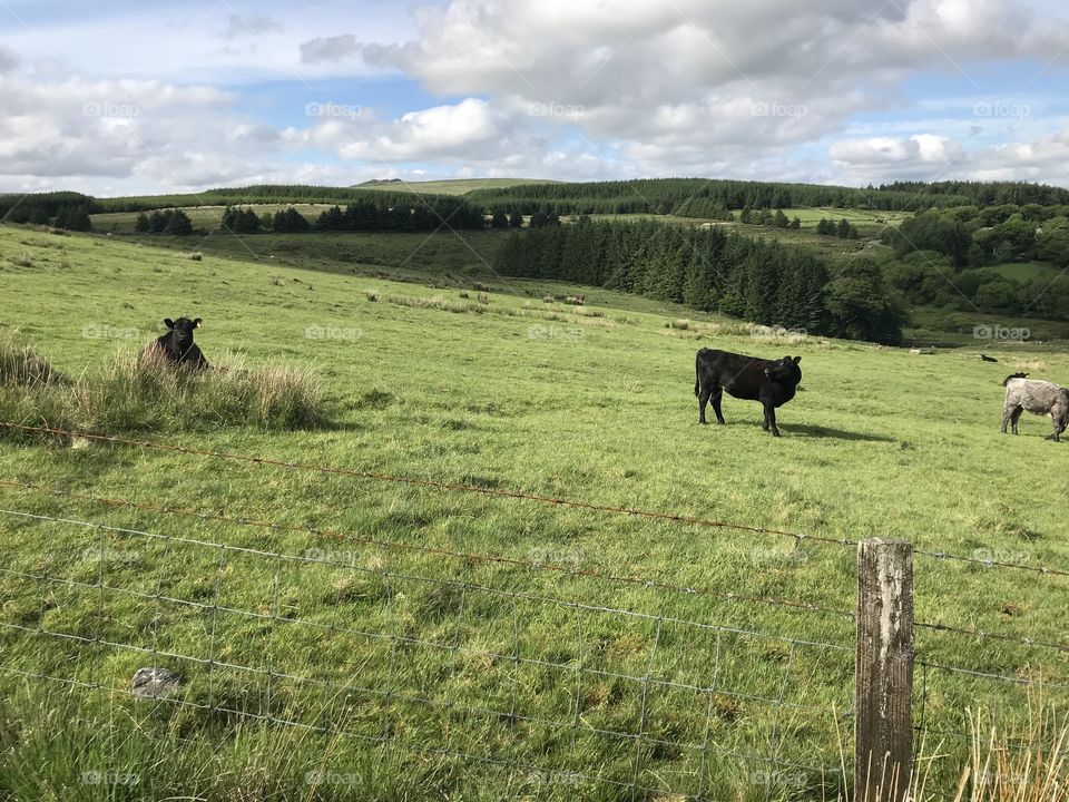 One last opportunity to view sheep in rich pastures on a land of spectacle and sheer beauty.