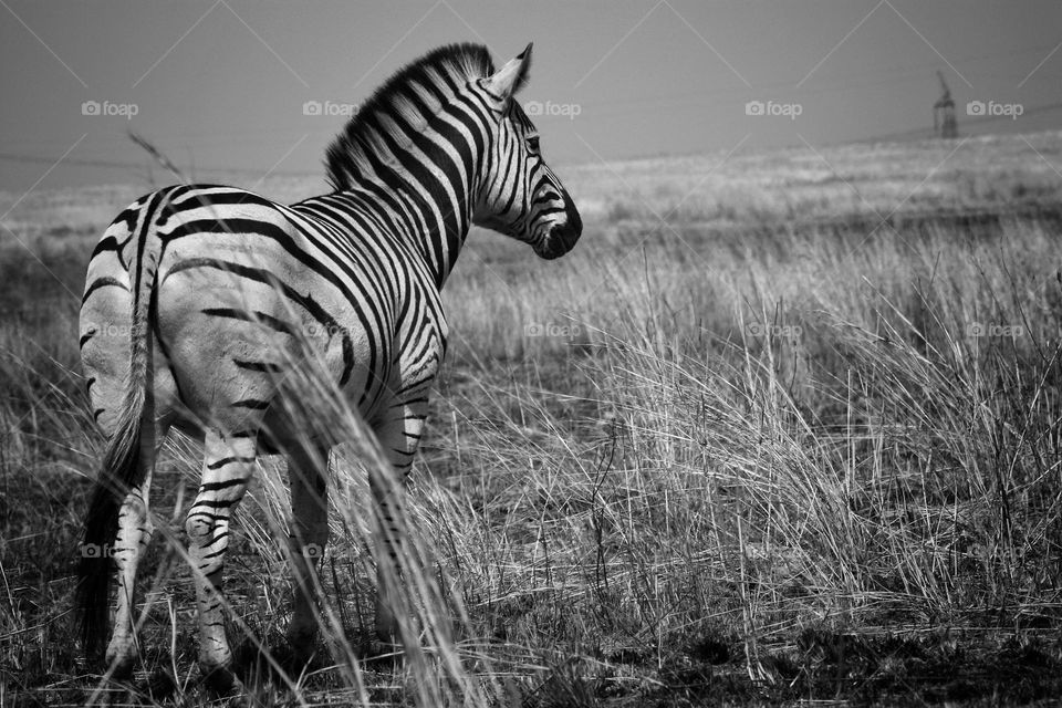 moments like this. zebra on the plains