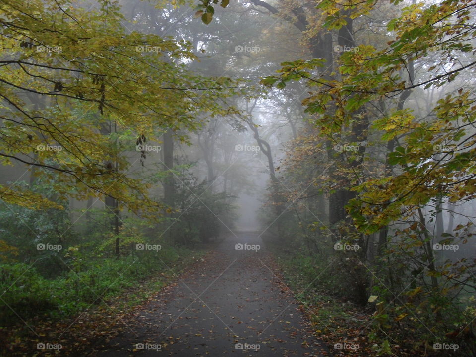 foggy forest