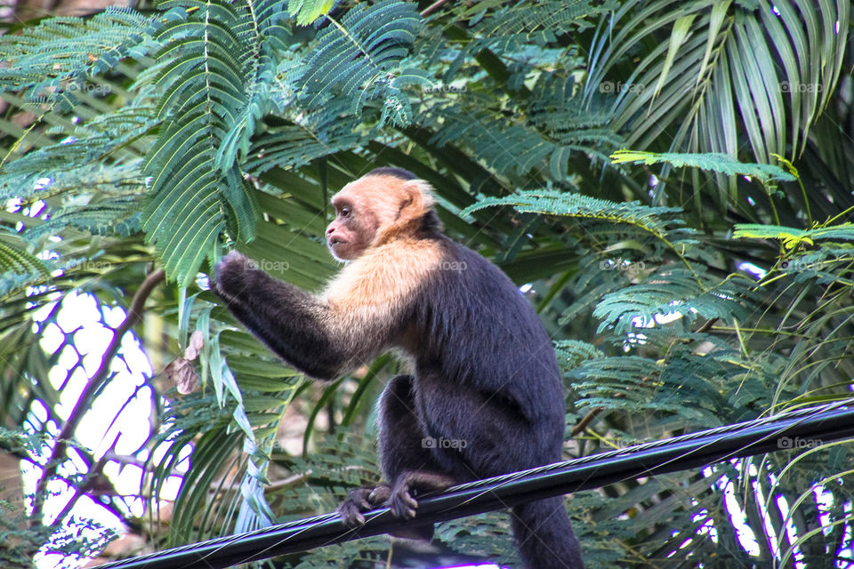 Costa Rica capuchin monkey 