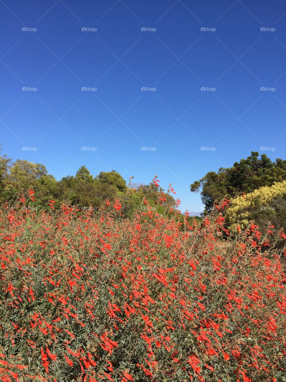 Red flowers on shrubs. Small red flowers