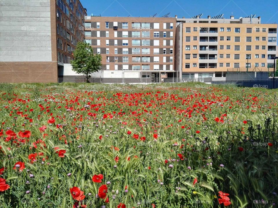 poppy field and buildings