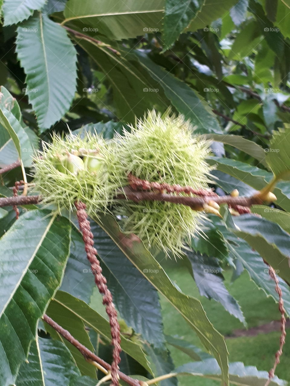 Sweet Chestnut