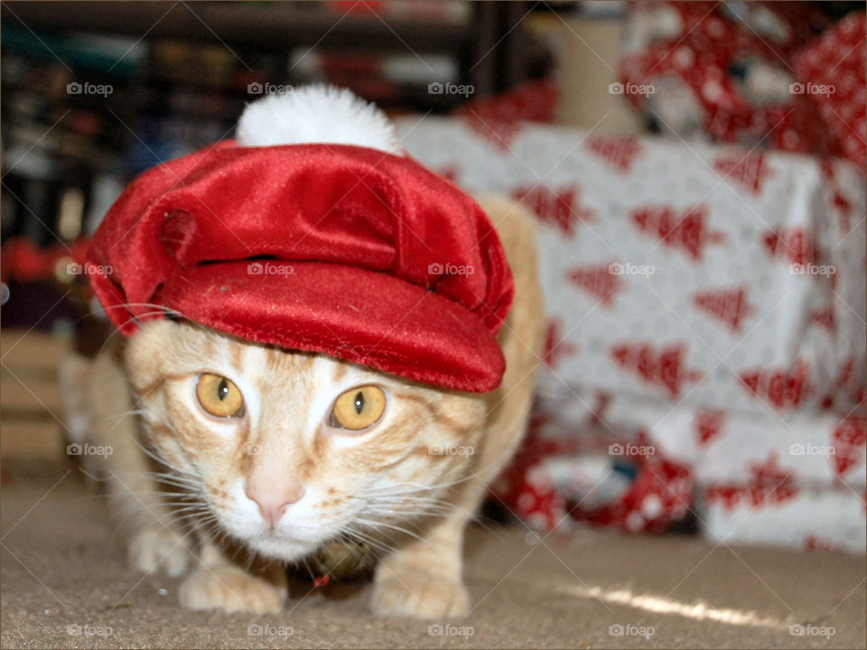 Christmas kitty , holiday dress up under the tree .