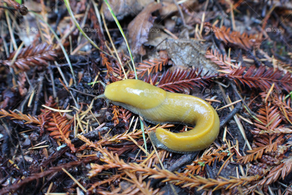 Yellow banana slug in the Santa Cruz mountains 