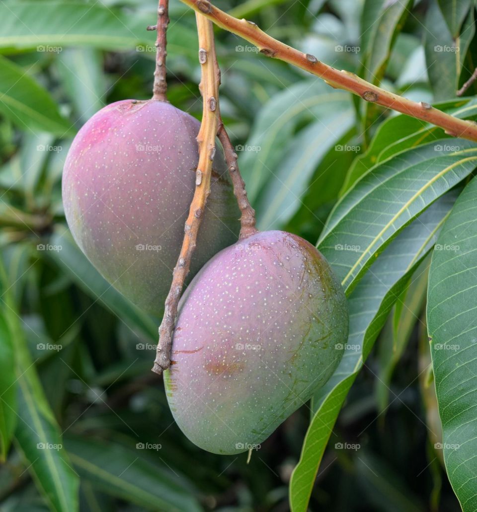 Fruit Mango