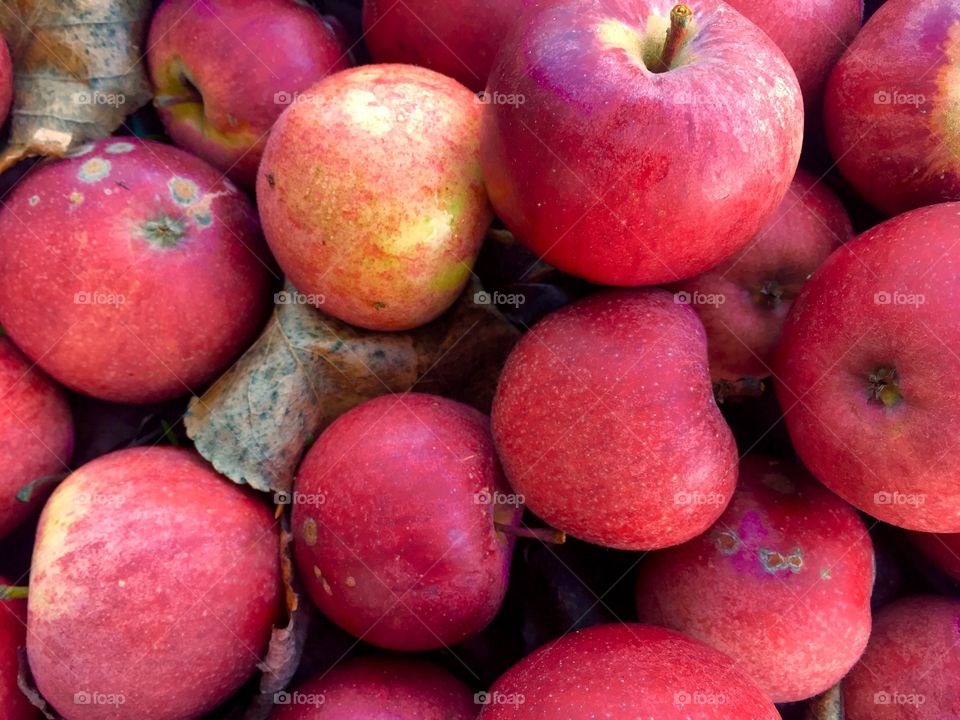 Red apples on the ground